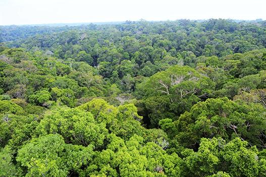 Condenado por destruir floresta amazônica terá que promover ações socioambientais, em Parintins
