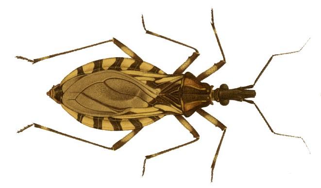 FVS-AM envia equipe para investigar suspeita de surto de Doença de Chagas em Uarini