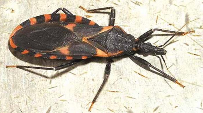 Barreirinha tem surto com 14 casos confirmados de Doença de Chagas Barreirinha tem surto com 14 casos confirmados de Doença de Chagas
