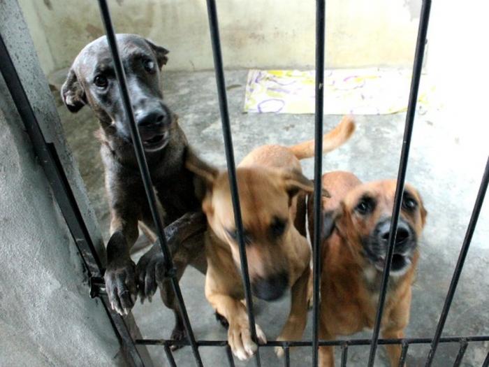 Campanha Dezembro Verde realiza ações de alerta sobre abandono de animais no Amazonas