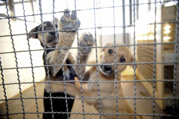 Comissão analisa projeto que aumenta pena para maus-tratos a animais