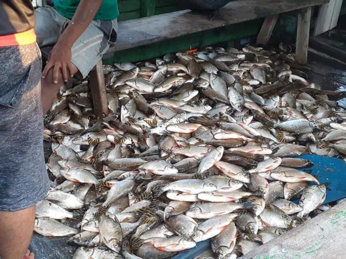 Em Barreirinha-AM, disputa por jaraqui causa aglomeração e Polícia teve que intervir