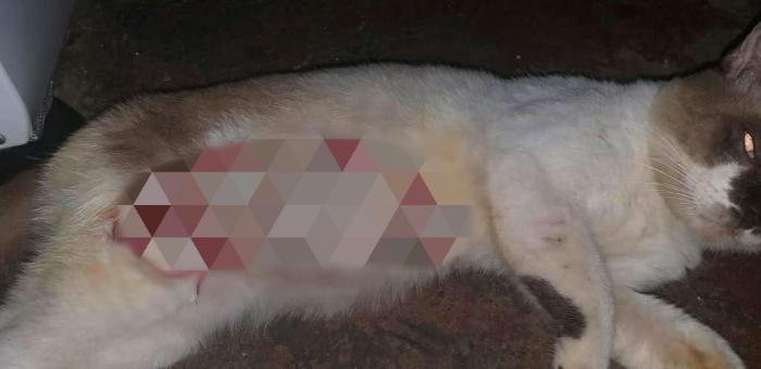 Voluntários pedem ajuda para tratamento de gato esfaqueado em Parintins