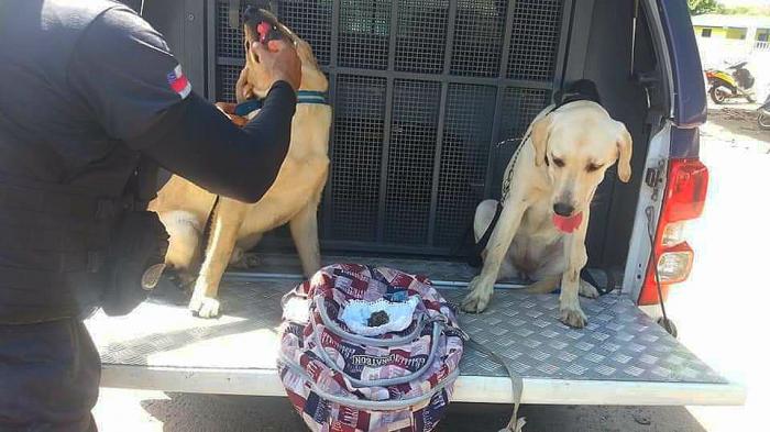 Mesmo em treinamento, cães farejadores da PM Parintins se destacam em ações contra criminalidade Mesmo em treinamento, cães farejadores da PM Parintins se destacam em ações contra criminalidade