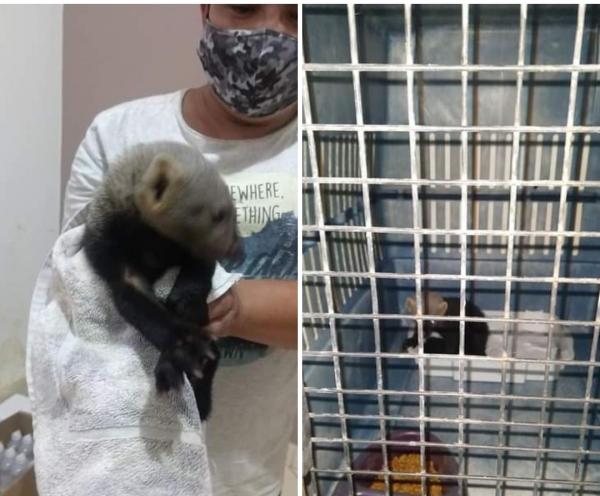 ONG de proteção aos animais procura dono de furão encontrado em Parintins