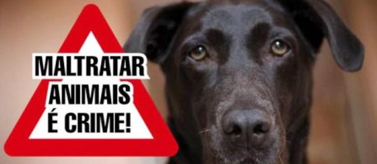 Ampliada pena para quem maltratar cães e gatos