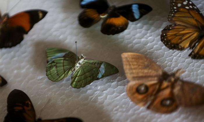 Crianças podem visitar Planeta Inseto e Museu da Pesca pela internet