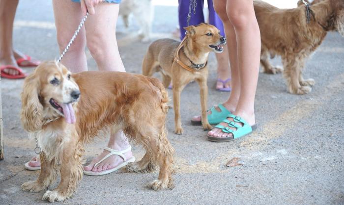 Outubro Rosa Pet alerta para câncer em cadelas e gatas