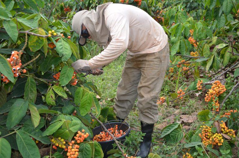 Gigante Coca-Cola garante compra da produção de guaraná do Amazonas Gigante Coca-Cola garante compra da produção de guaraná do Amazonas