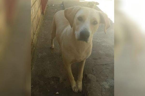 Polícia apura se candidato a vereador em Caldas Novas (GO) estuprou cadela