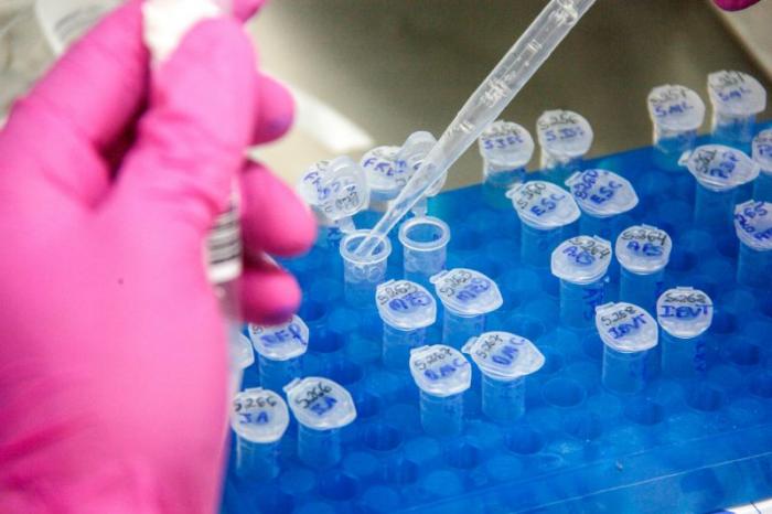 Laboratório público identifica novo coronavírus em 77% das amostras analisadas no Oeste do Pará