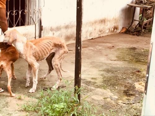 Denúncia de maus tratos a animais só perde em números para tráfico de drogas no AM