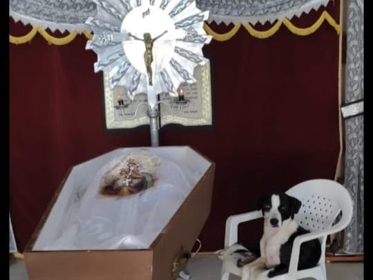 FIEL: Cachorro se nega a sair ao lado do dono mesmo após a sua morte em Parintins