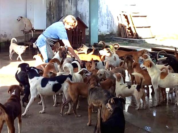CAUSA ANIMAL: Criptomoeda com apelo social arrecadará doações para abrigo