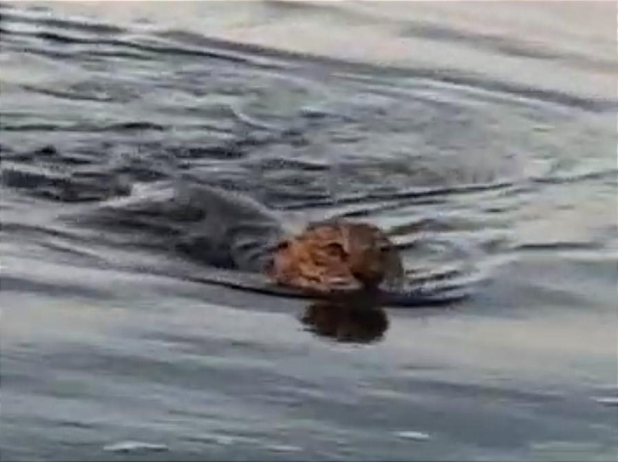 FLAGRANTE NATUREZA: Onça Pintada é filmada atravessando rio em Parintins/AM