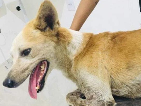 IMAGEM FORTE: Protetores buscam ajuda após cachorrinho ter pata dilacerada em acidente