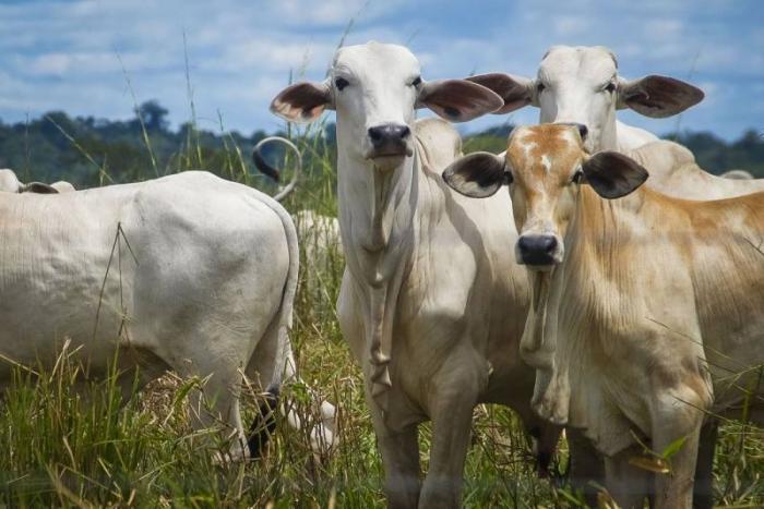 Adepará inicia campanha contra aftosa em Faro e Terra Santa