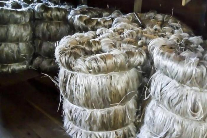 Parceria entre os Governos do Pará e do Amazonas fomenta a produção de malva e juta nos dois Estados