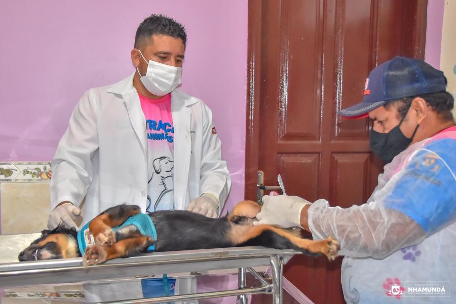 Nhamundá realiza mutirão de castração gratuita de cães e gatos