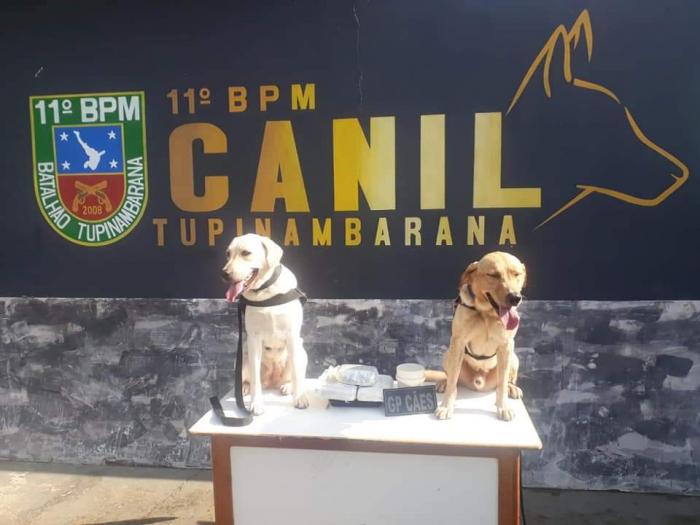 Mulher de 26 anos é presa por tráfico de drogas em Parintins com ajuda de cães farejadores Mulher de 26 anos é presa por tráfico de drogas em Parintins com ajuda de cães farejadores
