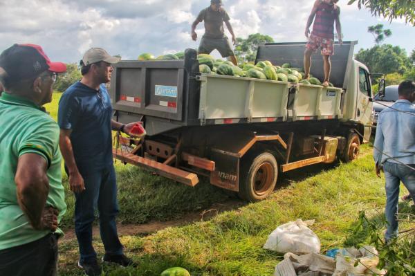 Prefeito em exercício de Parintins acompanha colheita de melancia e dialoga com produtores do Laguinho e Murituba