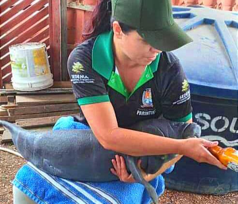 Em Parintins, bebê peixe-boi recebe cuidados da Sedema e do Ibama