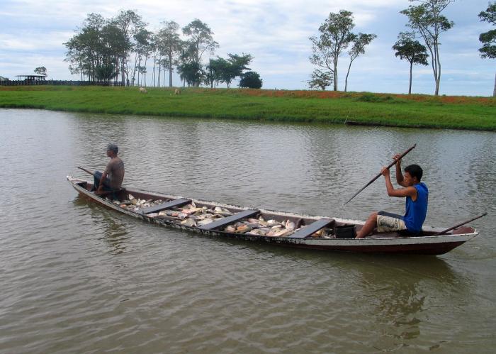 Período do defeso chega ao final no estado do Amazonas