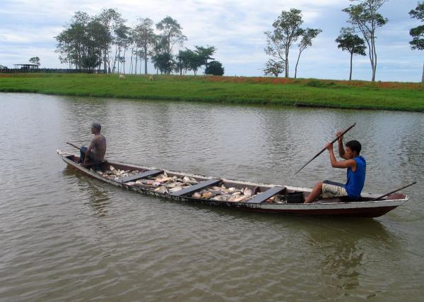 Período do defeso chega ao final no estado do Amazonas