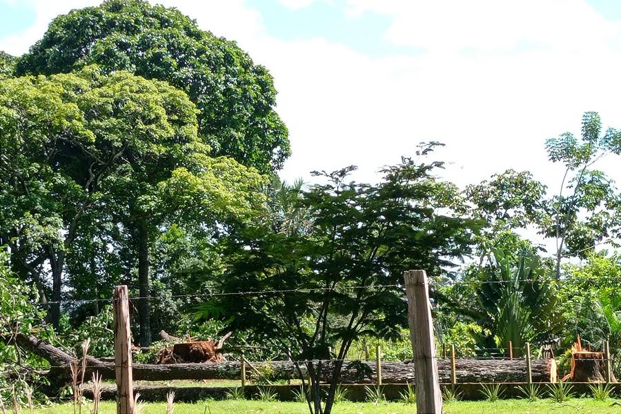 CRIME AMBIENTAL: Grandes castanheiras são derrubadas em Parintins