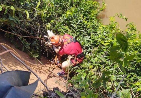 GESTO HERÓICO: Bombeiros de Parintins realizam resgate de cachorro que caiu em barranco