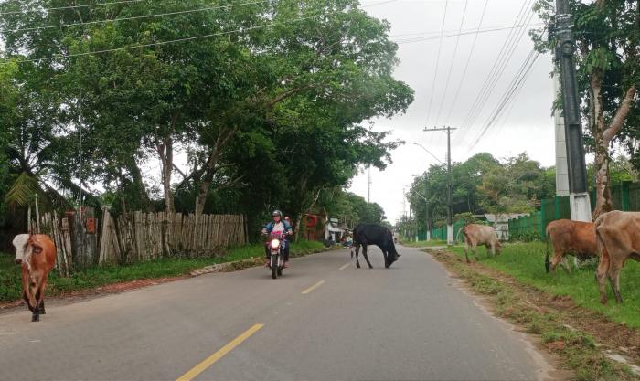 Animais na rua serão apreendidos em Parintins a partir desta segunda-feira (13)