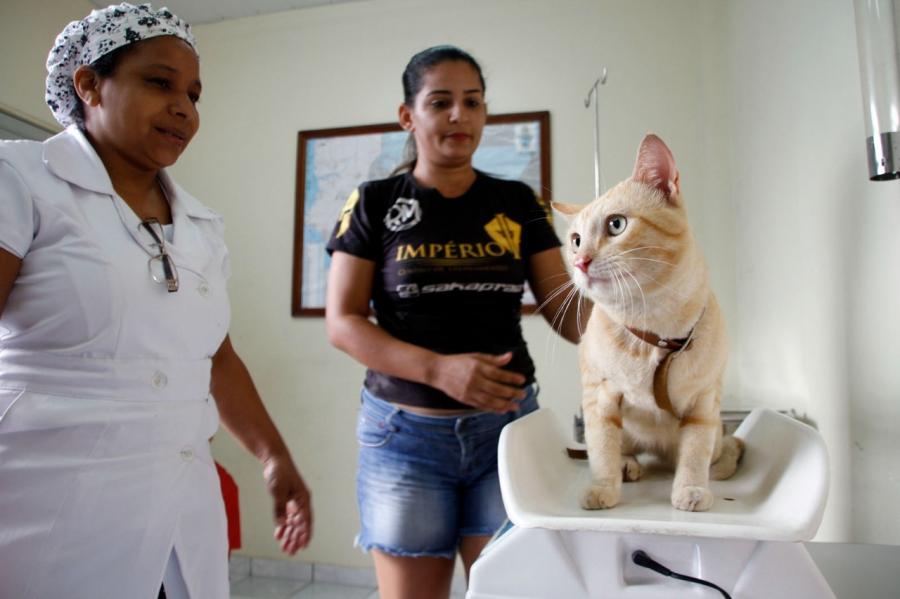 Manaus divulga calendário de agendamento para castração de cães e gatos entre outubro e dezembro