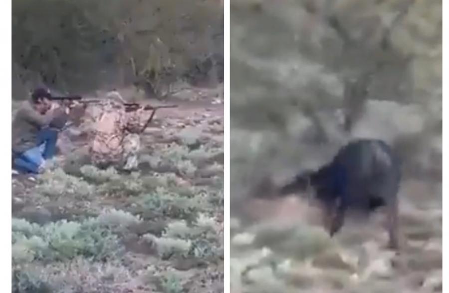 VÍDEO IMAGENS FORTES: Caçador atira em búfalo, mas acaba morto pelo animal 