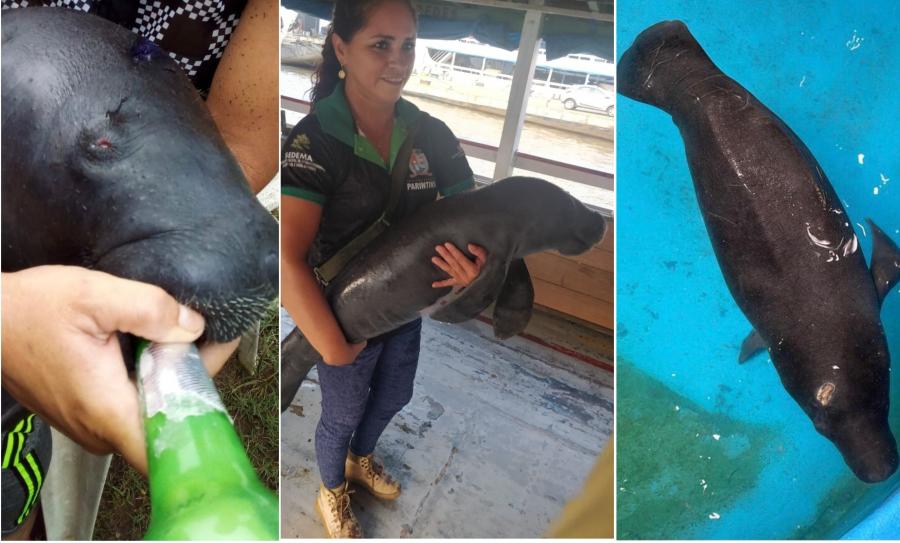 Meio Ambiente de Parintins encaminha a Manaus filhote de peixe-boi resgatado em Barreirinha-Am