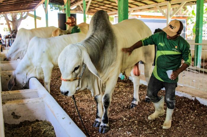 Associação dos Pecuaristas de Parintins segue protocolos de saúde animal para realização da 36ª Expopin   