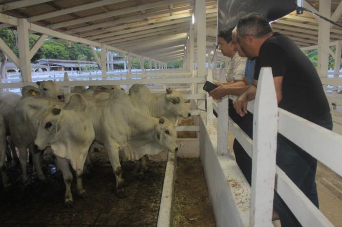 Expopin apresenta nelore de alta eficiência reprodutiva