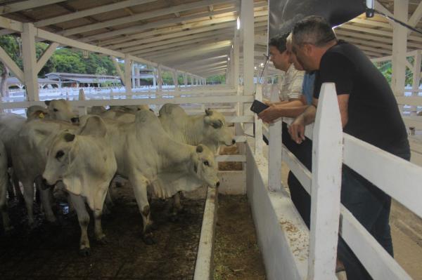 Expopin apresenta nelore de alta eficiência reprodutiva