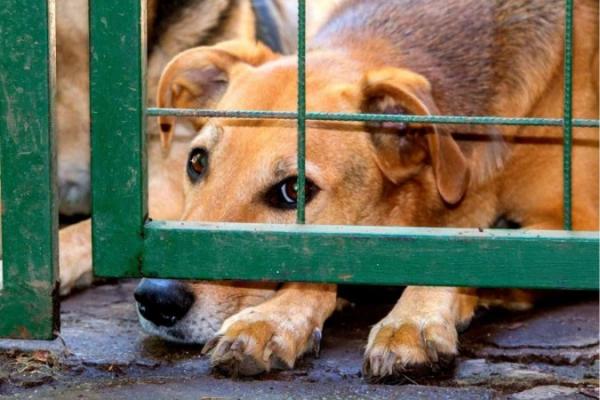 'Dezembro Verde’ fomenta reflexão sobre maus-tratos e abandono animal