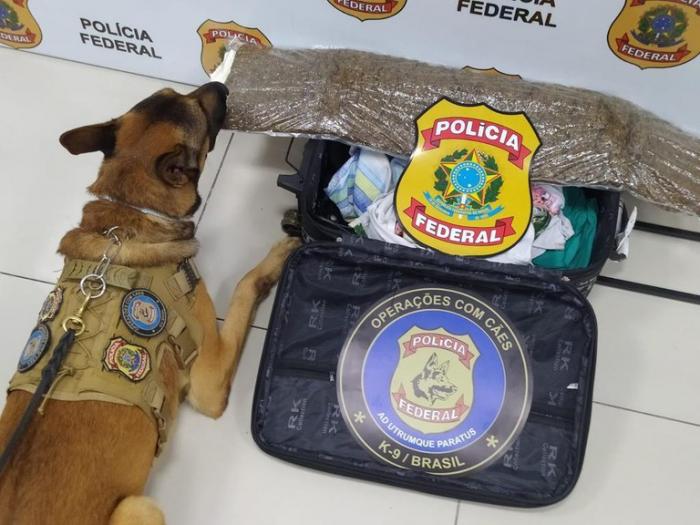 PF apreende maconha e prende mulher por tráfico de drogas