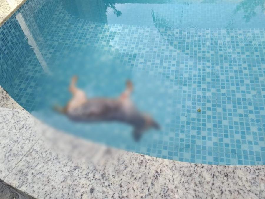 COVARDIA: Novo caso de violência contra animais revolta Parintins