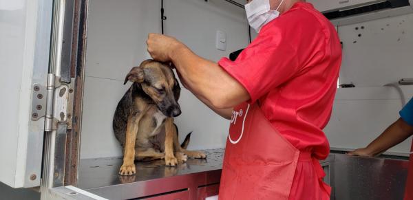 MANAUS: Animais do Espaço PET da Semulsp recebem atendimento de banho e tosa