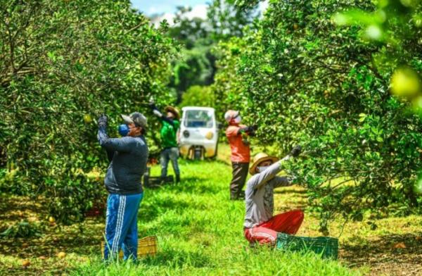 Novos sistemas de produção impulsionam a cadeia produtiva de laranja e limão no Amazonas