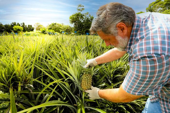 Pesquisa apoiada pelo Governo do Amazonas promove capacitação de práticas agrícolas para produção de abacaxi
