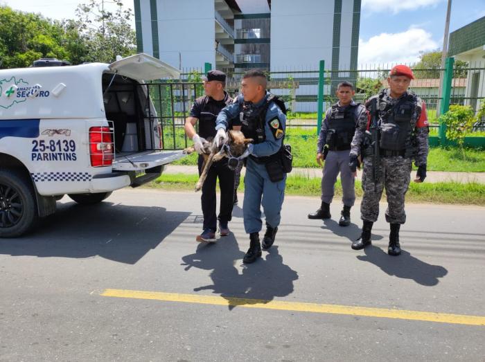 FOTOS: Cachorra espancada e deixada pra morrer é resgatada por policiais em Parintins