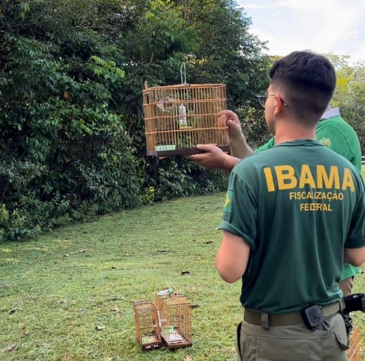IBAMA desmantela rinha de galo, apreende animais silvestres e apreende madeiras, em Parintins