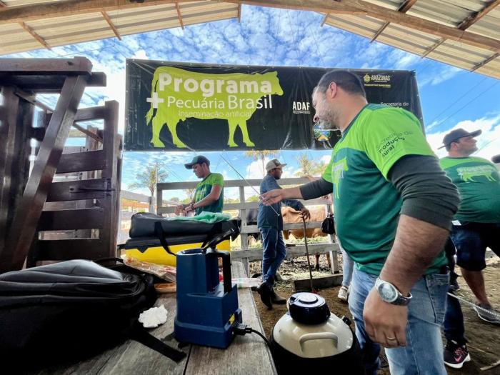 MAIS PECUÁRIA BRASIL: Governo do Amazonas realiza inseminação artificial em animais bovinos de Barreirinha