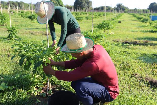 DIA DO AGRICULTOR: Governo do Estado investe na agricultura familiar pelo Programa Agro Amazonas