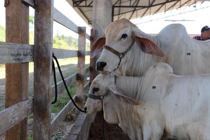 Adaf alerta pecuaristas de 41 municípios para prazo de vacinação contra febre aftosa e atualização cadastral