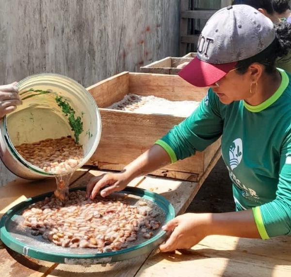 Revitalizar a produção de cacau em Parintins é a meta da parceria IDAM e Prefeitura 