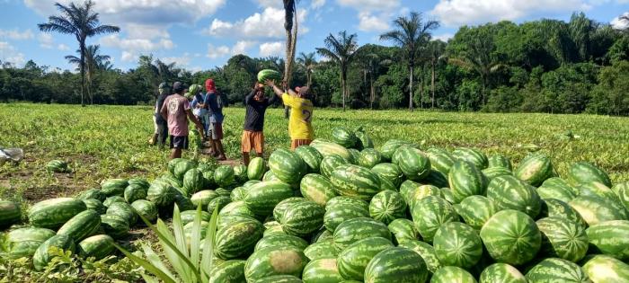 Governo do Amazonas prorroga prazo de inscrição do Edital de Chamamento Público do Programa de Aquisição de Alimentos